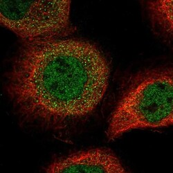 LRRC42 Antibody, Novus Biologicals:Antibodies:Primary Antibodies